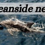 oceanside news